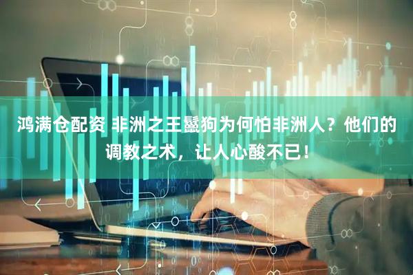 鸿满仓配资 非洲之王鬣狗为何怕非洲人？他们的调教之术，让人心酸不已！